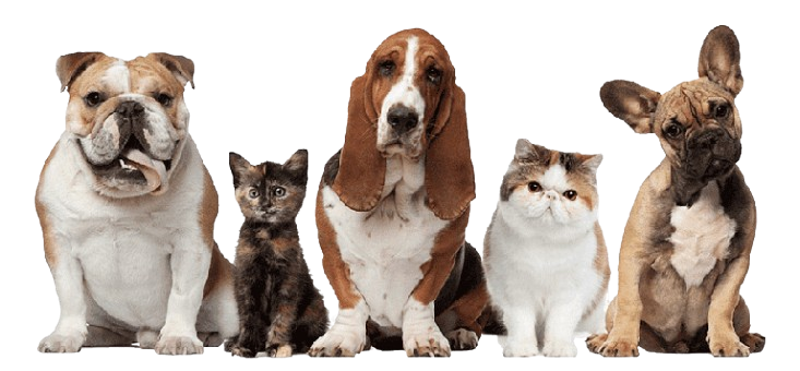 Sistema de gestão veterinária VetEvo - Simplifique seus processos